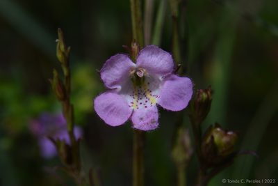 Agalinis communis, photographed by Tomás Carranza Perales