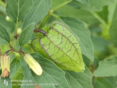 Physalis angulata, photographed by Ong Jyh Seng