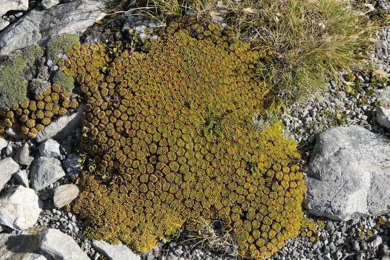 Hectorella caespitosa, photographed by Zac Sanson