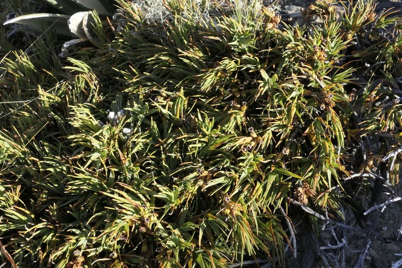 Dracophyllum kirkii, photographed by Zac Sanson