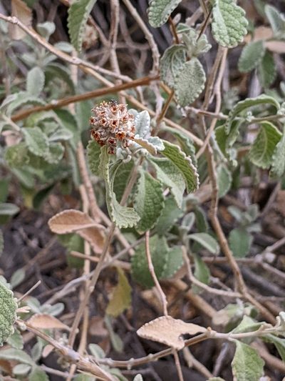 Buddleja marrubiifolia, photographed by Alison Northup