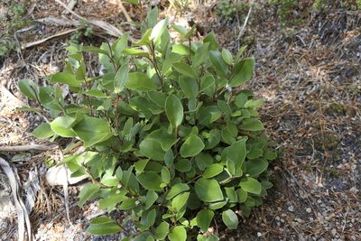 Olearia arborescens, photographed by Zac Sanson