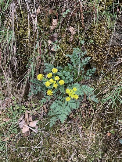 Lomatium serpentinum, photographed by John G. Phillips