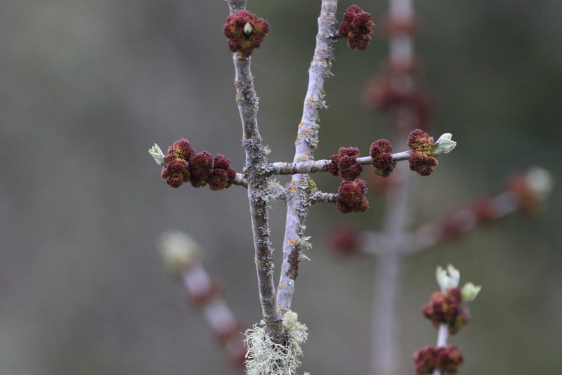 Fraxinus latifolia, photographed by Sean Haight