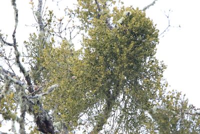 Phoradendron villosum, photographed by Sean Haight