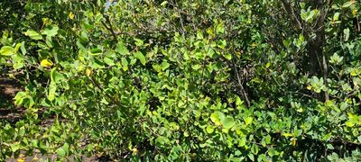Laguncularia racemosa, photographed by ritirene