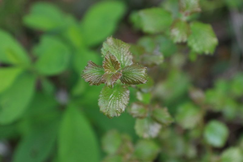 Viburnum ellipticum, photographed by Sean Haight