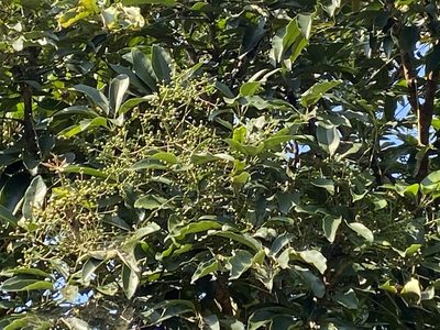 Heptapleurum heptaphyllum, photographed by 古淑玲