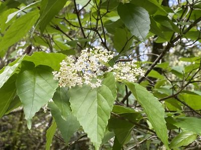 Viburnum luzonicum, photographed by 古淑玲