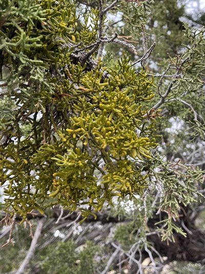 Phoradendron hawksworthii, photographed by CK2AZ