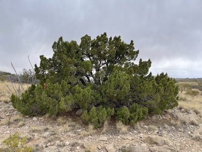 Juniperus monosperma, photographed by CK2AZ