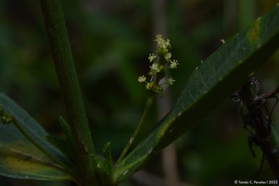 Croton bonplandianus, photographed by Tomás Carranza Perales