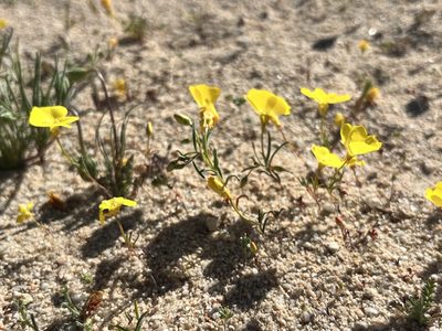 Camissonia campestris, photographed by Kristen Nelson