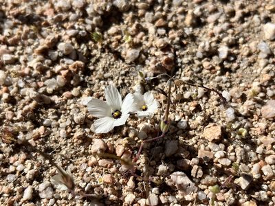 Linanthus parryae, photographed by Kristen Nelson