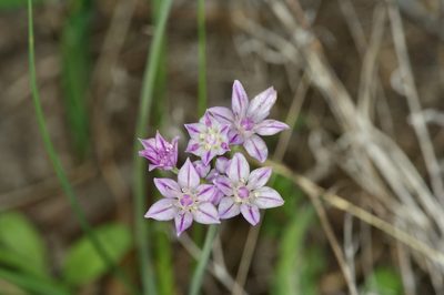 Allium drummondii, photographed by Michelle W. （鍾偉瑋）