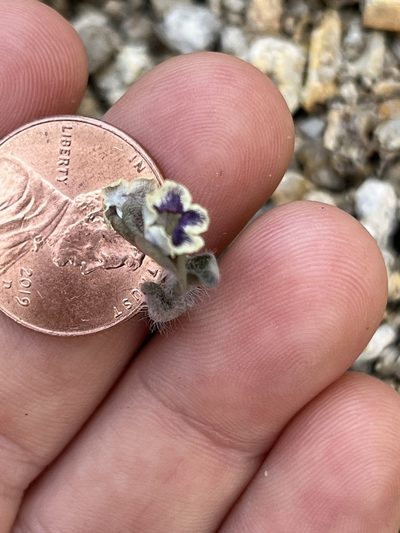 Tricardia watsonii, photographed by Kristen Nelson