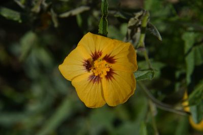 Gaya parviflora, photographed by Tomás Carranza Perales