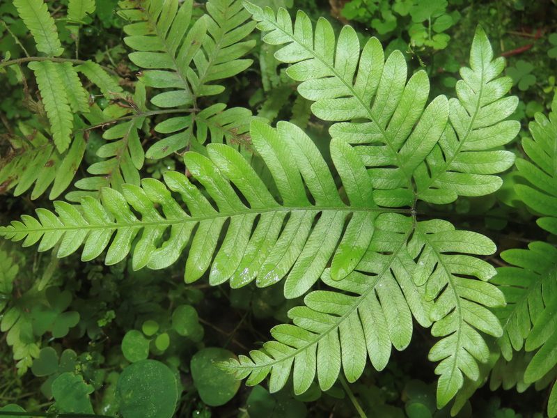Pteris fauriei, photographed by chiuluan