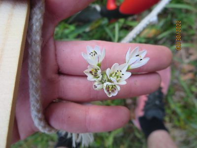 Nothoscordum gracile, photographed by Nonbinary-Naturalist