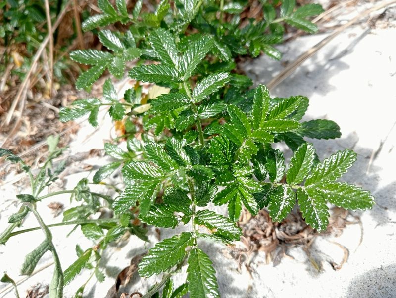 Acaena pallida, photographed by John Barkla