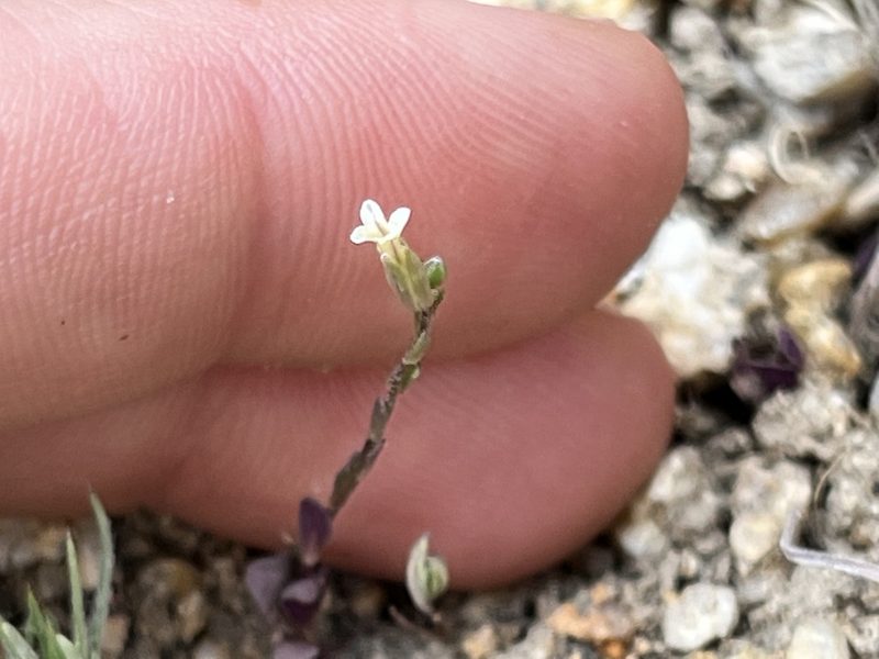 Streptanthus cooperi, photographed by Kristen Nelson