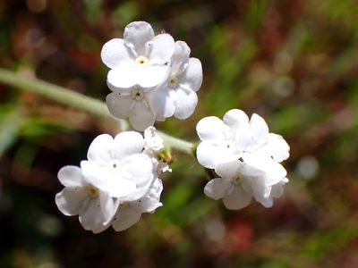 Plagiobothrys nothofulvus, photographed by Cricket Raspet