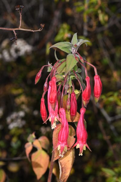 Fuchsia splendens, photographed by Trevor Van Loon