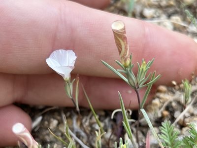 Linanthus dichotomus, photographed by Kristen Nelson