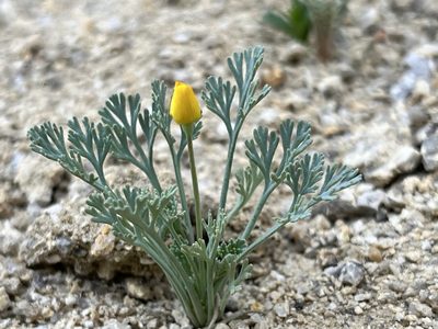 Eschscholzia minutiflora, photographed by Kristen Nelson