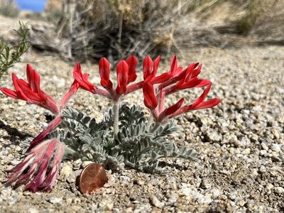 Astragalus coccineus, photographed by Kristen Nelson