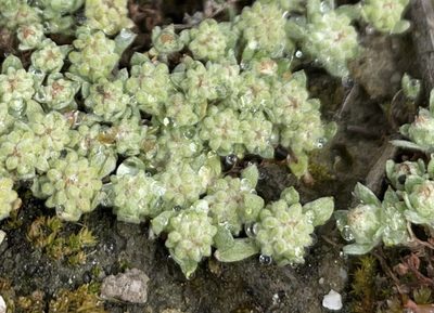 Psilocarphus tenellus, photographed by Irene