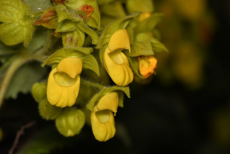 Calceolaria perfoliata, photographed by Trevor Van Loon