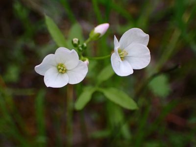 Cardamine californica, photographed by Cricket Raspet