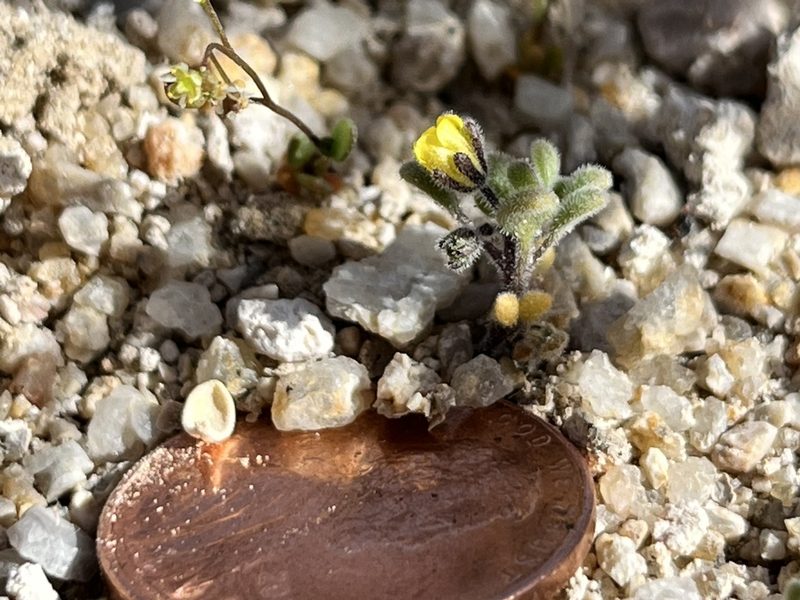 Phacelia inyoensis, photographed by Kristen Nelson