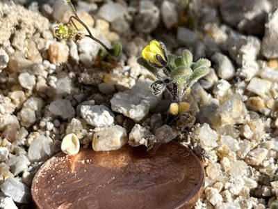 Phacelia inyoensis, photographed by Kristen Nelson