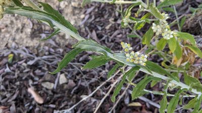 Pseudognaphalium biolettii, photographed by velodrome