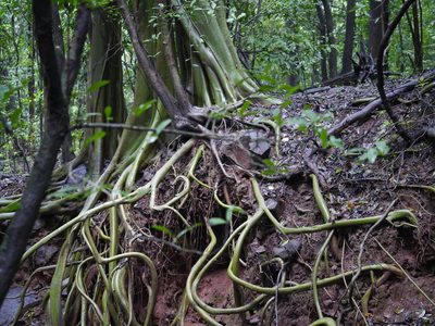 Ficus amplissima, photographed by Dinesh Valke