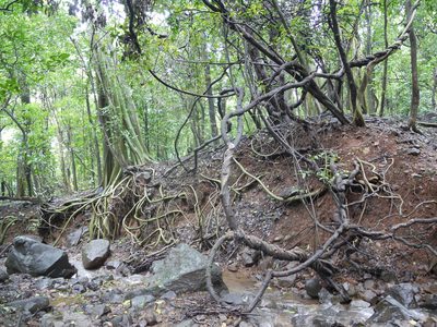 Ficus amplissima, photographed by Dinesh Valke