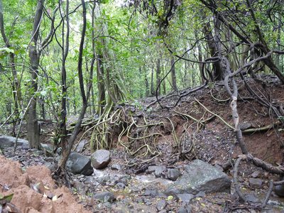 Ficus amplissima, photographed by Dinesh Valke
