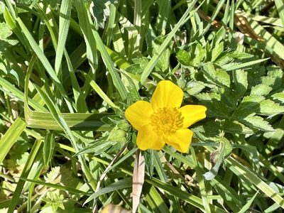 Ranunculus orthorhynchus, photographed by Dutza K.