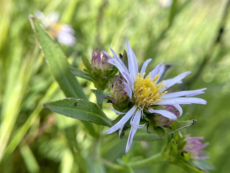Symphyotrichum chilense, photographed by Dutza K.