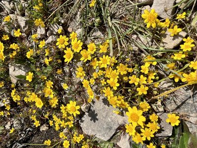 Lasthenia californica, photographed by Dutza K.