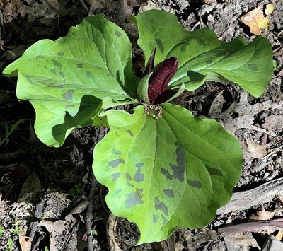 Trillium chloropetalum, photographed by Chuck Wilson