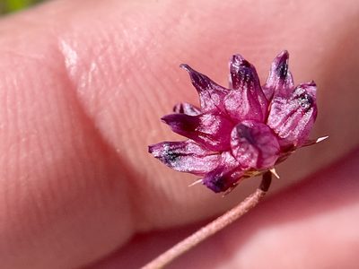 Trifolium depauperatum, photographed by Dutza K.