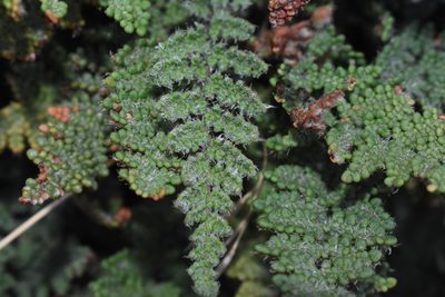 Myriopteris intertexta, photographed by zookanthos