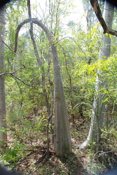 Cyphostemma laza, photographed by Andrew Hankey