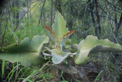 Kalanchoe beharensis, photographed by Andrew Hankey