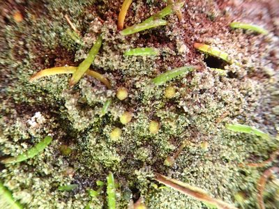 Lilaeopsis novae-zelandiae, photographed by Arnim Littek