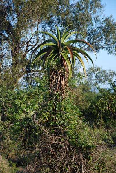 Aloe vaombe, photographed by Andrew Hankey