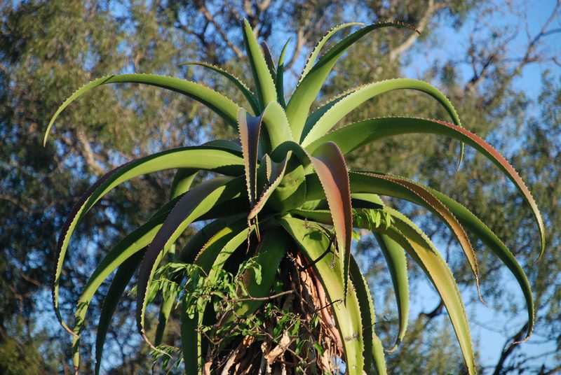 Aloe vaombe, photographed by Andrew Hankey